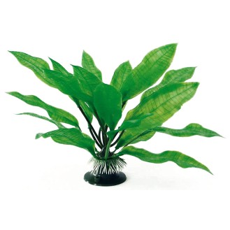 AMTRA ECHINODORUS augalas plant classic 17cm MD 1vnt